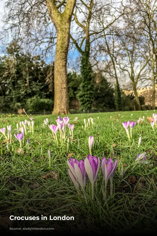 Crocuses in London