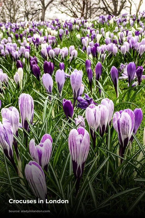 Crocuses in London