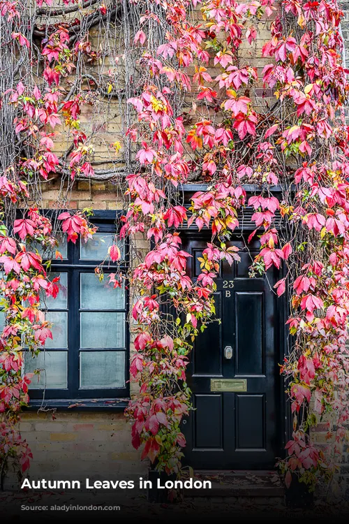 Autumn Leaves in London