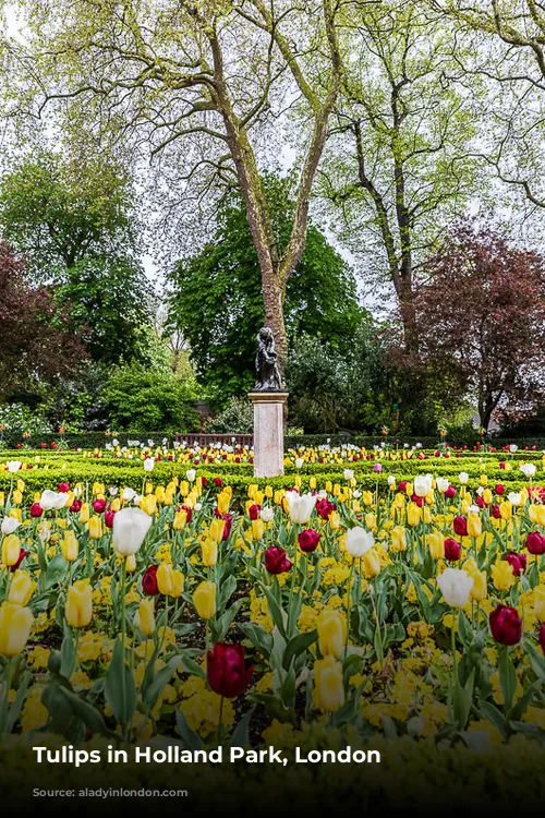 Tulips in Holland Park, London