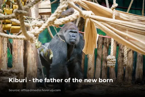 Kiburi - the father of the new born gorilla