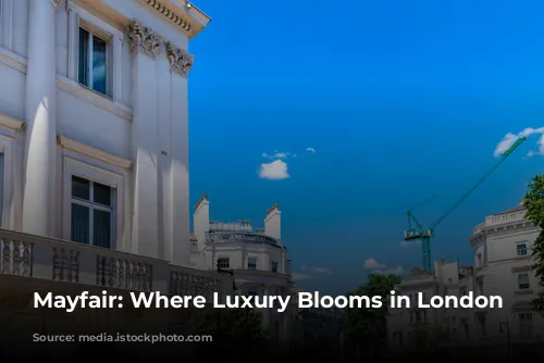 Mayfair: Where Luxury Blooms in London