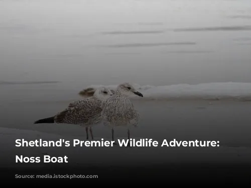 Shetland's Premier Wildlife Adventure: The Noss Boat