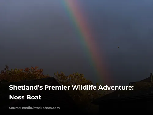 Shetland's Premier Wildlife Adventure: The Noss Boat