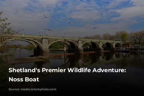 Shetland's Premier Wildlife Adventure: The Noss Boat