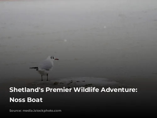 Shetland's Premier Wildlife Adventure: The Noss Boat