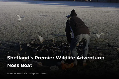 Shetland's Premier Wildlife Adventure: The Noss Boat