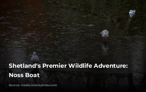 Shetland's Premier Wildlife Adventure: The Noss Boat