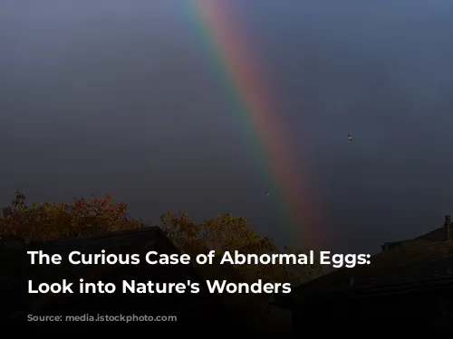 The Curious Case of Abnormal Eggs: A Look into Nature's Wonders