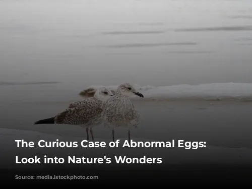 The Curious Case of Abnormal Eggs: A Look into Nature's Wonders