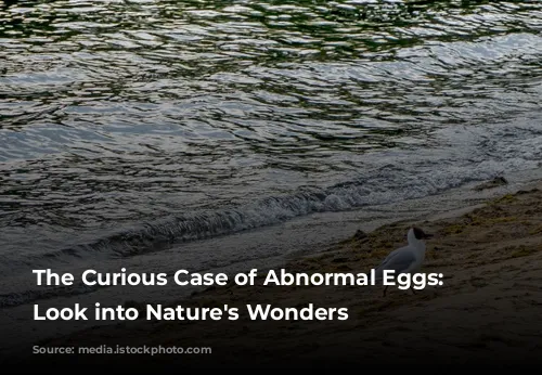 The Curious Case of Abnormal Eggs: A Look into Nature's Wonders