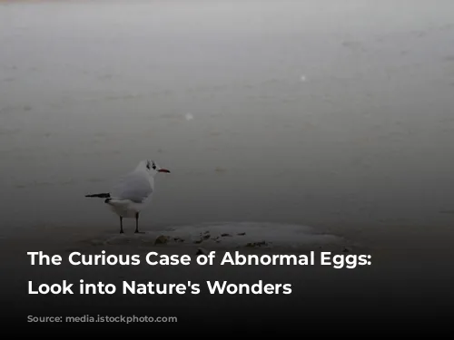 The Curious Case of Abnormal Eggs: A Look into Nature's Wonders