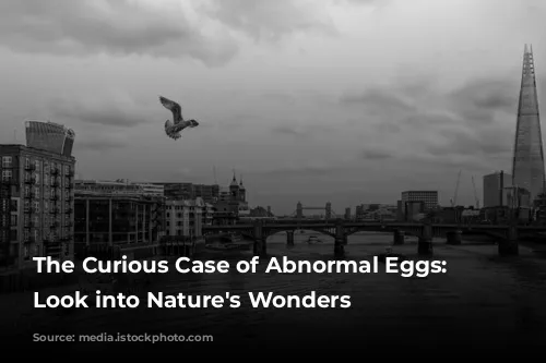 The Curious Case of Abnormal Eggs: A Look into Nature's Wonders