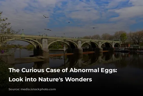 The Curious Case of Abnormal Eggs: A Look into Nature's Wonders