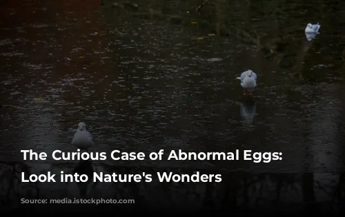 The Curious Case of Abnormal Eggs: A Look into Nature's Wonders