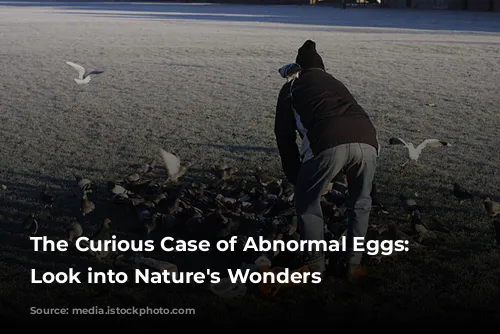 The Curious Case of Abnormal Eggs: A Look into Nature's Wonders