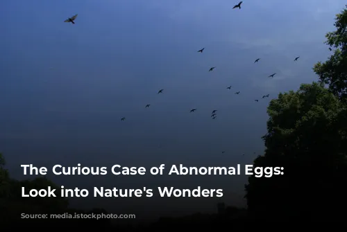 The Curious Case of Abnormal Eggs: A Look into Nature's Wonders