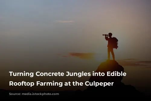 Turning Concrete Jungles into Edible Oases: Rooftop Farming at the Culpeper