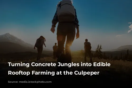 Turning Concrete Jungles into Edible Oases: Rooftop Farming at the Culpeper