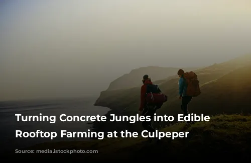 Turning Concrete Jungles into Edible Oases: Rooftop Farming at the Culpeper