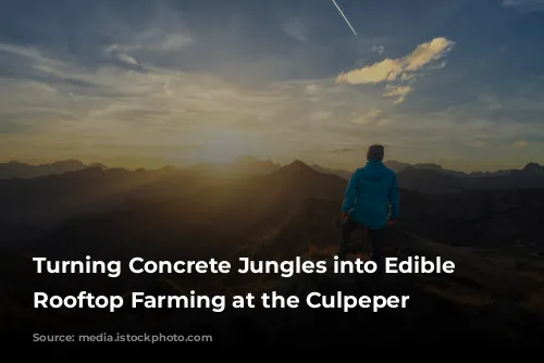 Turning Concrete Jungles into Edible Oases: Rooftop Farming at the Culpeper