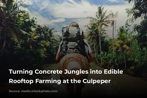 Turning Concrete Jungles into Edible Oases: Rooftop Farming at the Culpeper