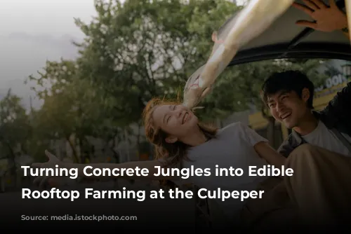 Turning Concrete Jungles into Edible Oases: Rooftop Farming at the Culpeper