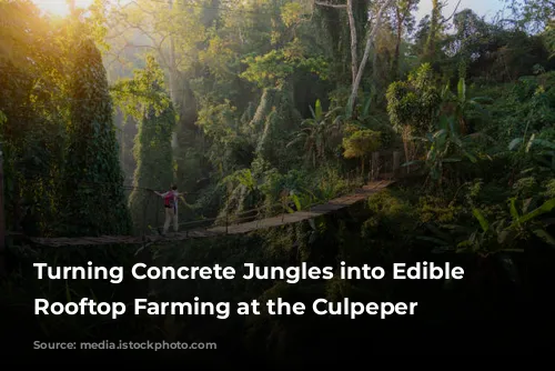 Turning Concrete Jungles into Edible Oases: Rooftop Farming at the Culpeper