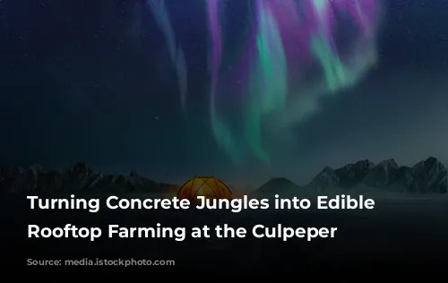 Turning Concrete Jungles into Edible Oases: Rooftop Farming at the Culpeper