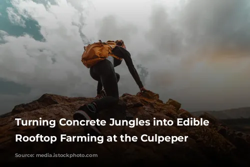 Turning Concrete Jungles into Edible Oases: Rooftop Farming at the Culpeper