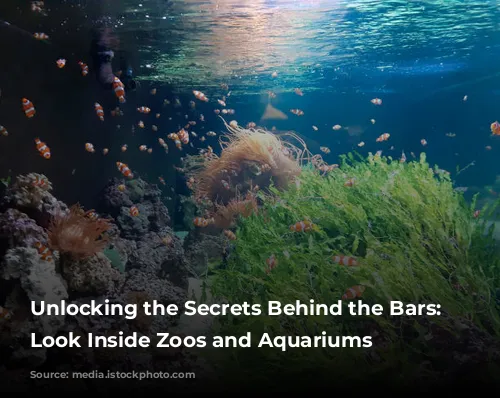 Unlocking the Secrets Behind the Bars: A Look Inside Zoos and Aquariums