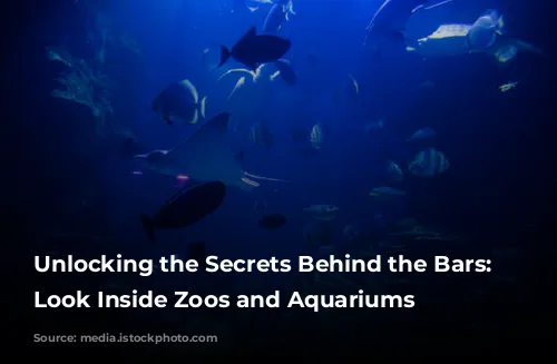 Unlocking the Secrets Behind the Bars: A Look Inside Zoos and Aquariums