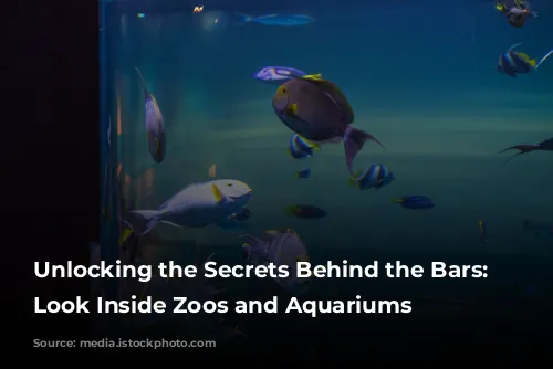 Unlocking the Secrets Behind the Bars: A Look Inside Zoos and Aquariums