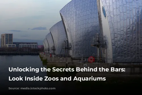 Unlocking the Secrets Behind the Bars: A Look Inside Zoos and Aquariums