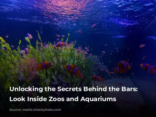 Unlocking the Secrets Behind the Bars: A Look Inside Zoos and Aquariums