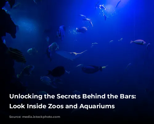 Unlocking the Secrets Behind the Bars: A Look Inside Zoos and Aquariums