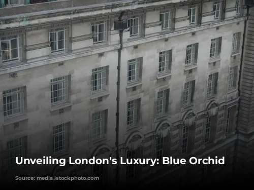 Unveiling London's Luxury: Blue Orchid Hospitality