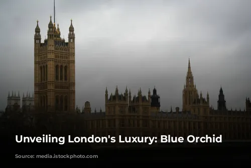 Unveiling London's Luxury: Blue Orchid Hospitality