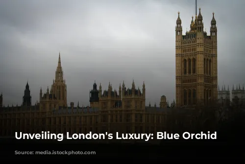 Unveiling London's Luxury: Blue Orchid Hospitality