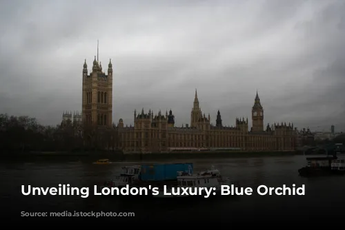 Unveiling London's Luxury: Blue Orchid Hospitality