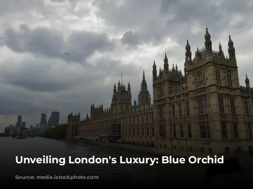 Unveiling London's Luxury: Blue Orchid Hospitality