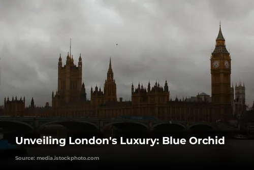 Unveiling London's Luxury: Blue Orchid Hospitality