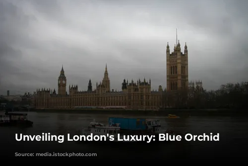 Unveiling London's Luxury: Blue Orchid Hospitality