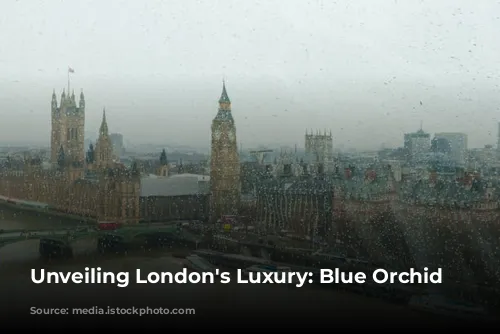 Unveiling London's Luxury: Blue Orchid Hospitality