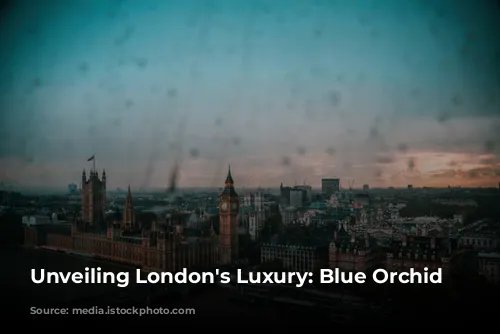 Unveiling London's Luxury: Blue Orchid Hospitality