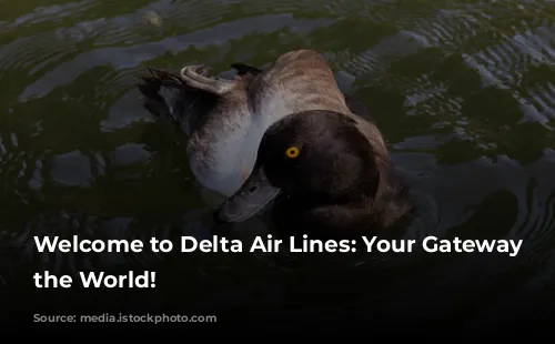 Welcome to Delta Air Lines: Your Gateway to the World!