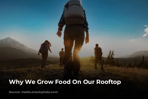 Why We Grow Food On Our Rooftop