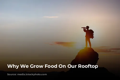 Why We Grow Food On Our Rooftop