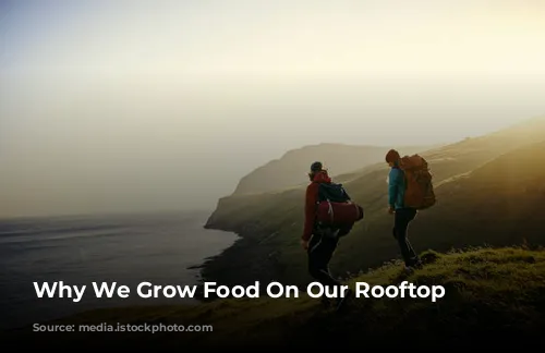 Why We Grow Food On Our Rooftop