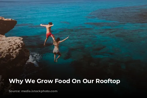 Why We Grow Food On Our Rooftop